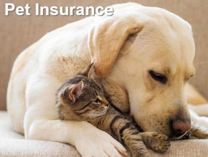 Pet Health Insurance by Trupanion Northeast Animal Hospital